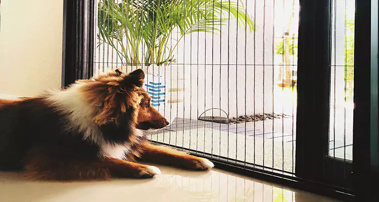Sliding Screen Pet Door Repair in Homestead, FL