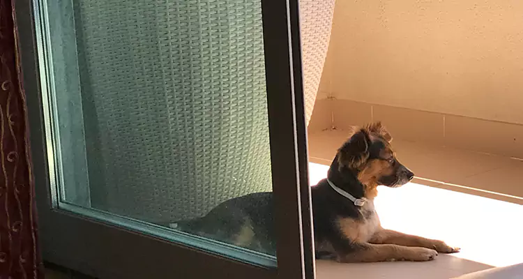 French Door Pet Screen Repair in Homestead, FL